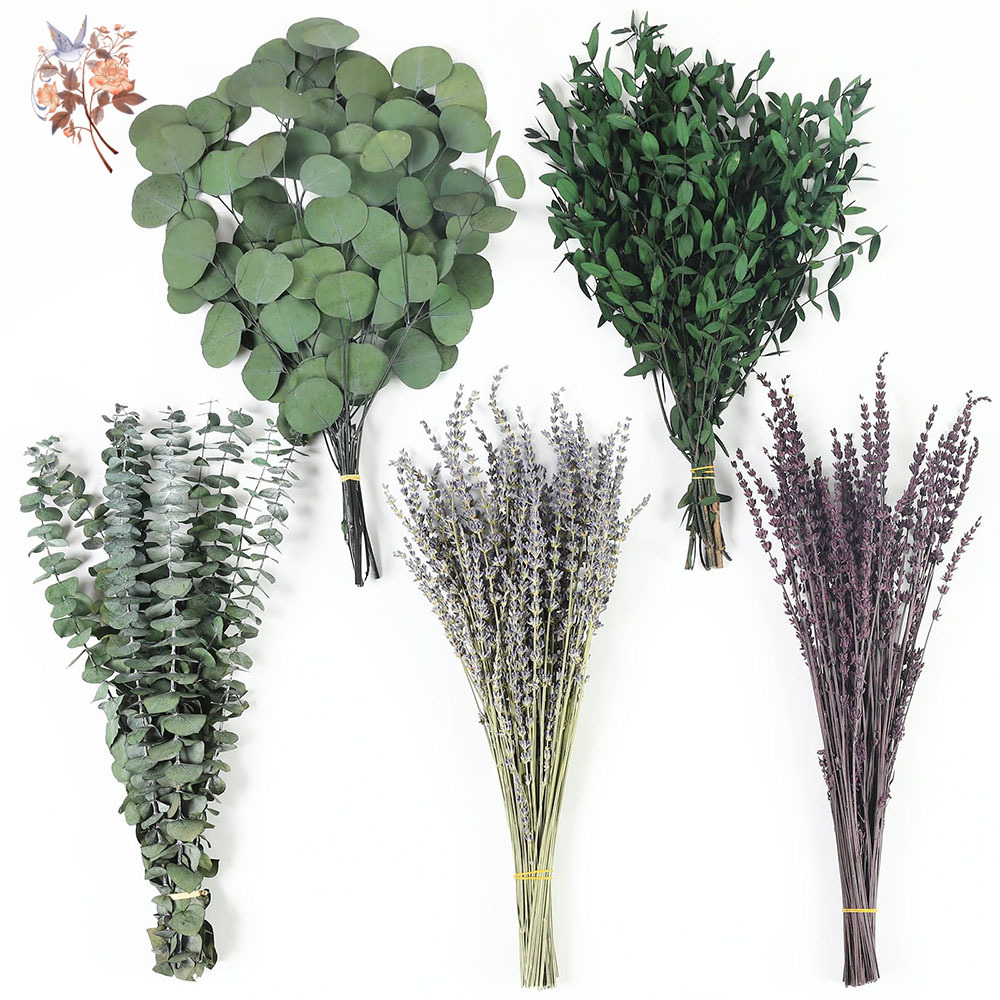 110Pcs Mix Dried Eucalyptus Le - Fragrance Your Home review and price